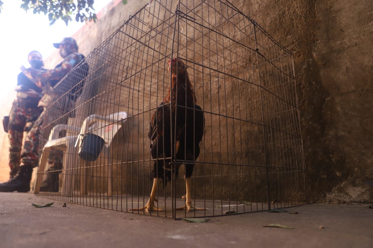 Galo de raça apreendido em residência onde funcionava rinha de animais em Teresina